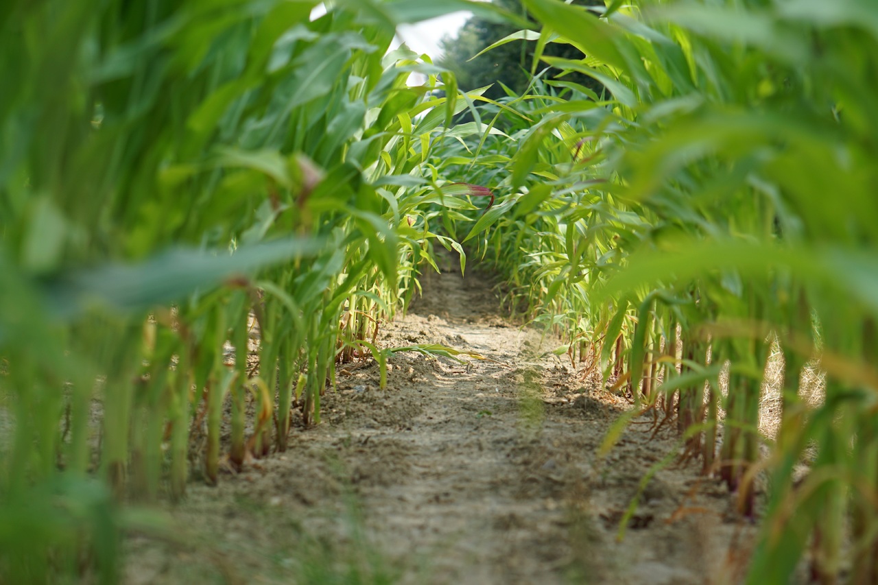 landscape-tree-nature-forest-path-grass-559408-pxhere.com