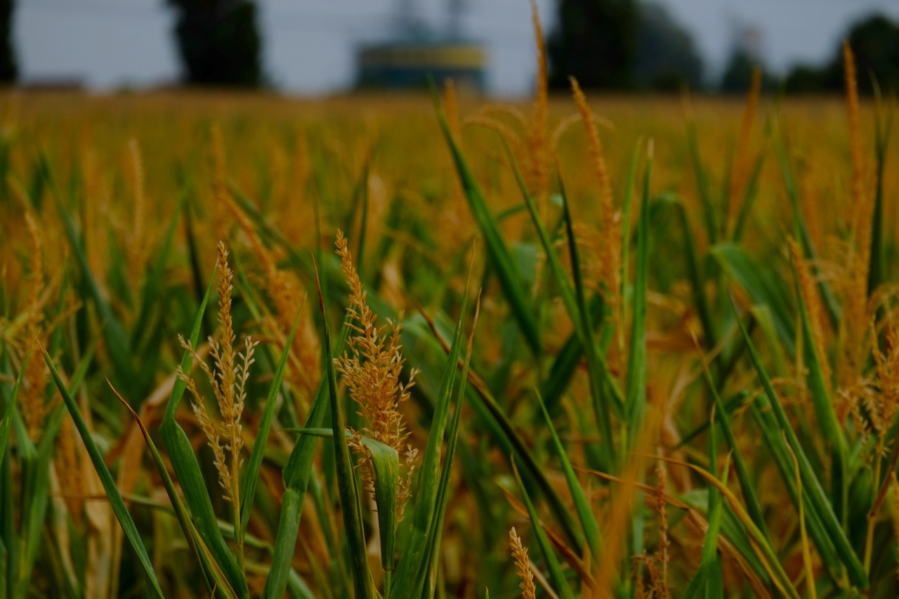 nature-grass-plant-field-lawn-meadow-1069410-pxhere.com